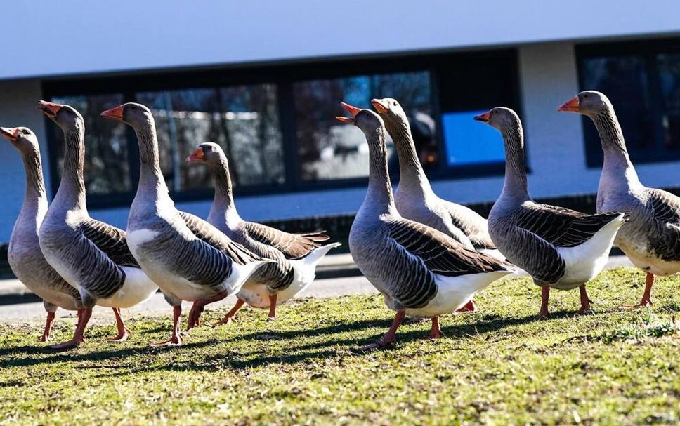 Övrigt Foto