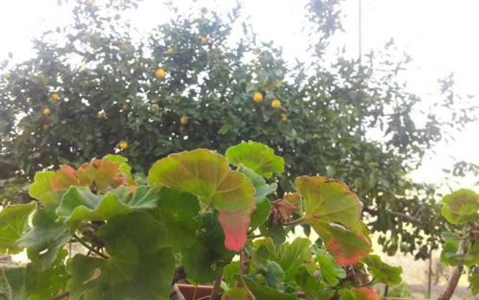 Utomhus Foto