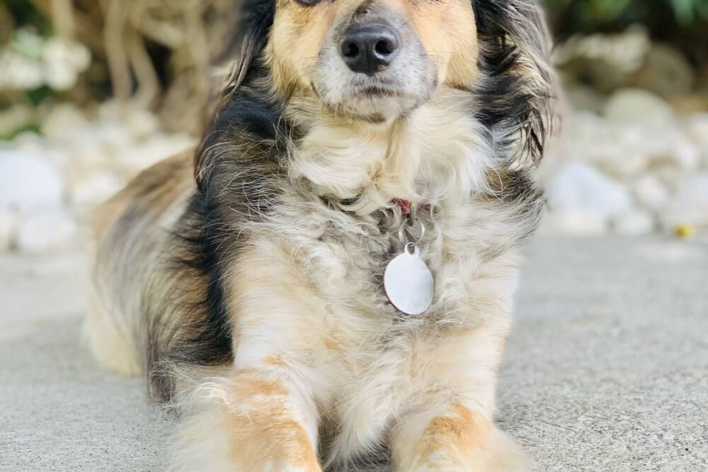 Övrigt Foto